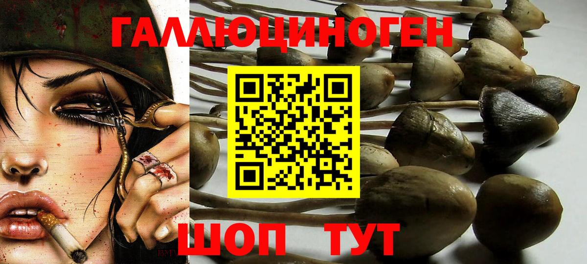 Галлюциногенные грибы GOLDEN TEACHER  Вход с VPN  Тосно  Галлюциногенные грибы Cubensis 